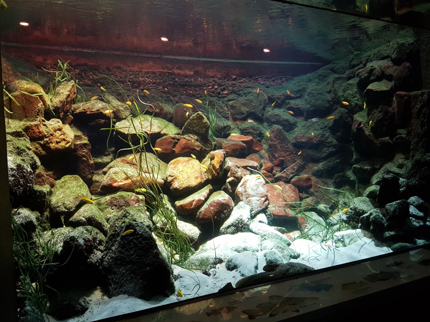 Lake Malawi-aquarium