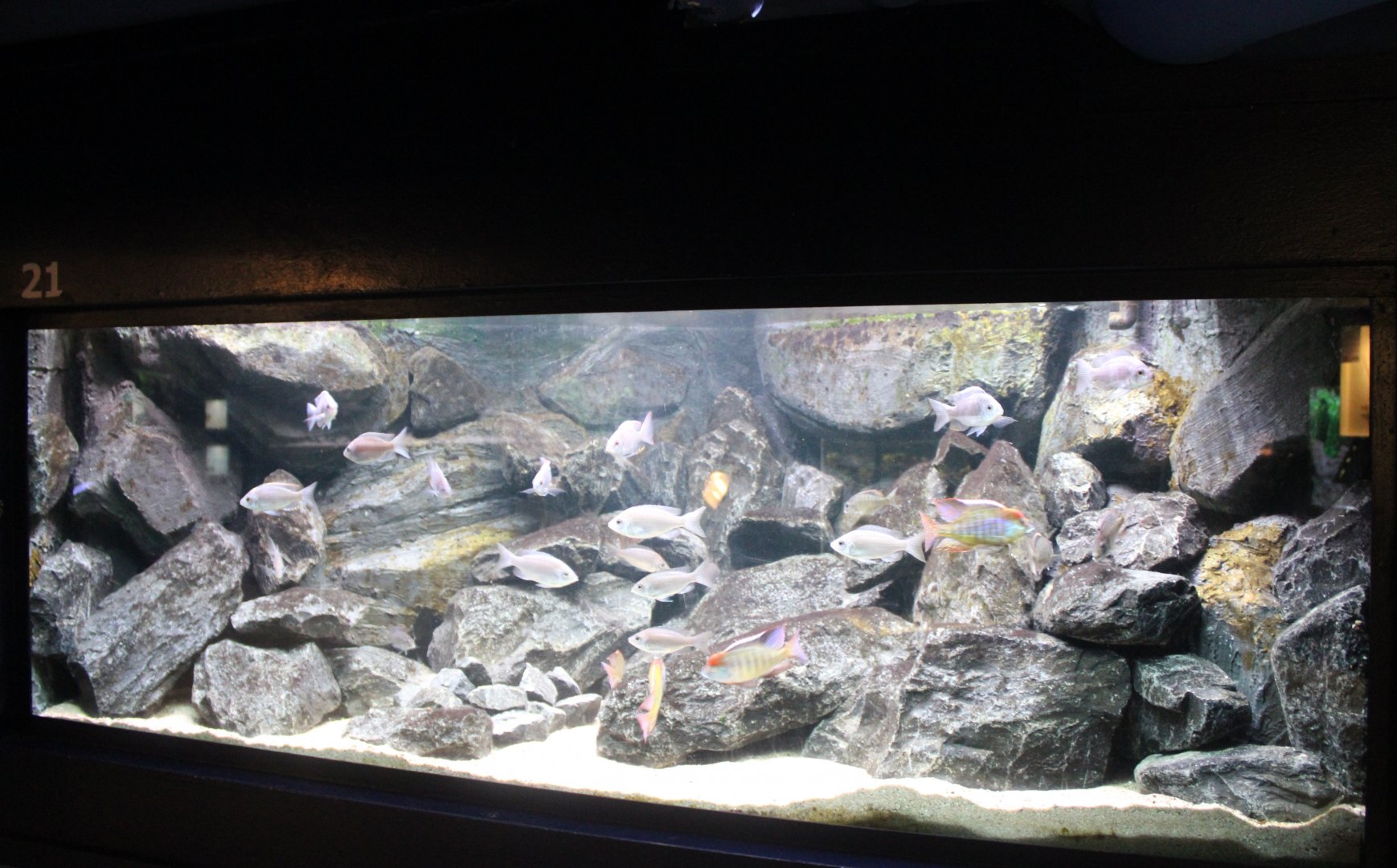 Lake Malawi aquarium