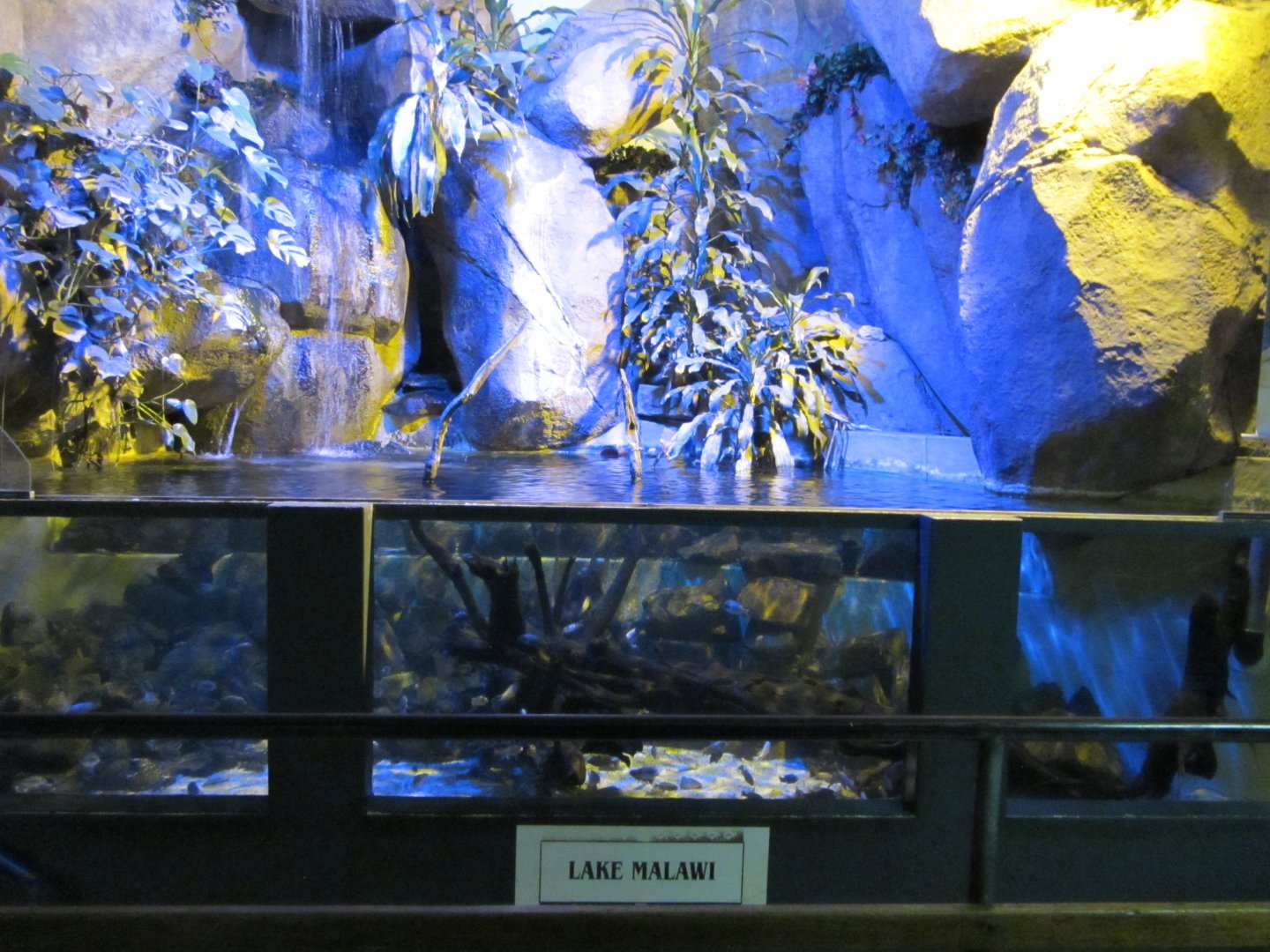 Lake Malawi Cichlid Display