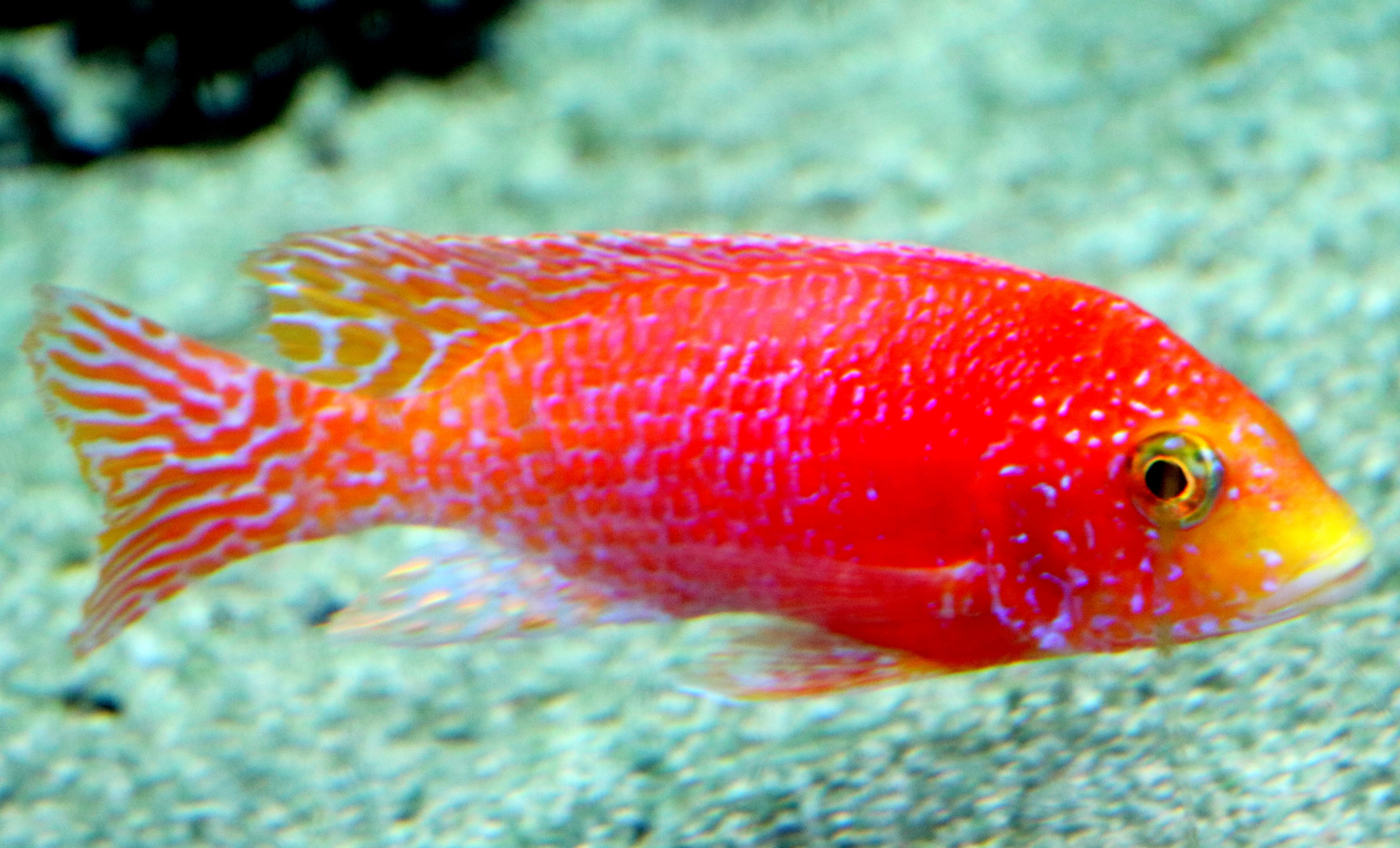 Lake Malawi cichlid ID please; Bristol Aquarium; 24th July 2021
