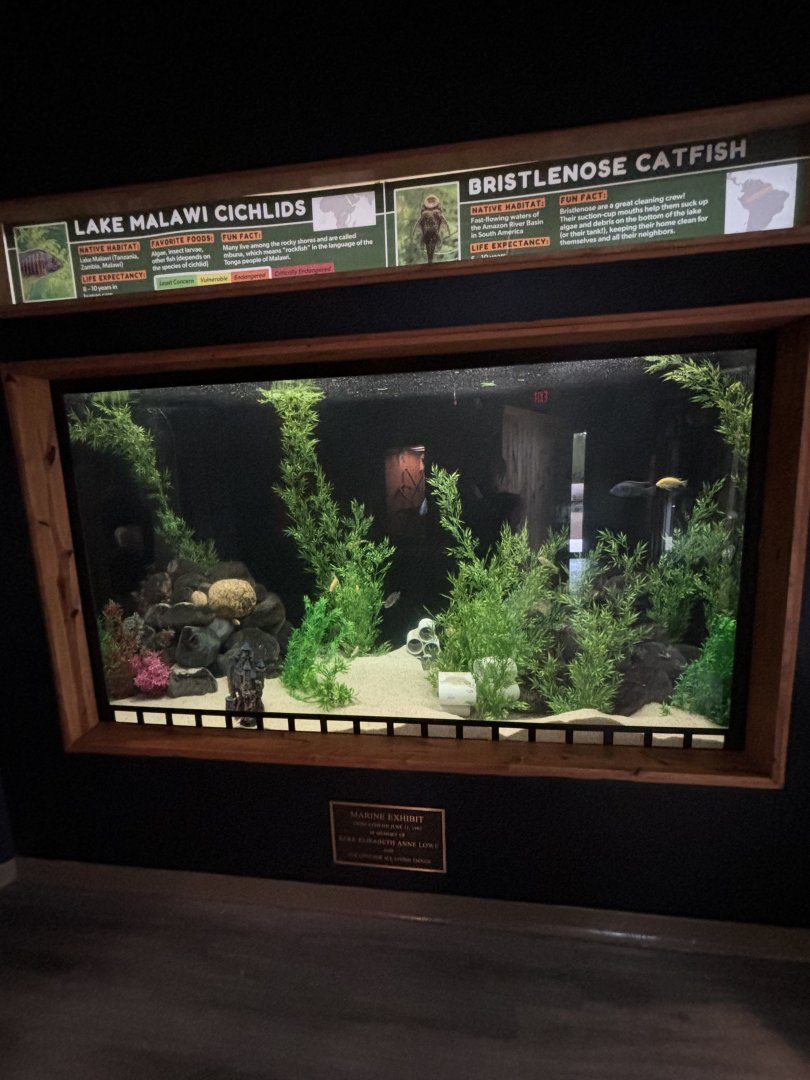 Lake Malawi Cichlid / Pleco Tank