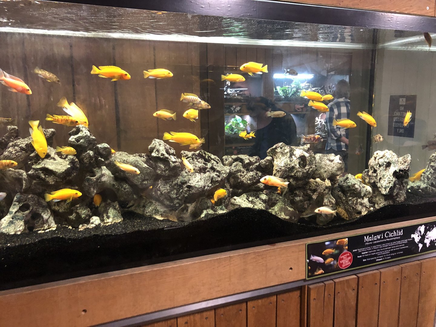 Lake Malawi Cichlid Tank at Cannon Hall Farm (May 2022)