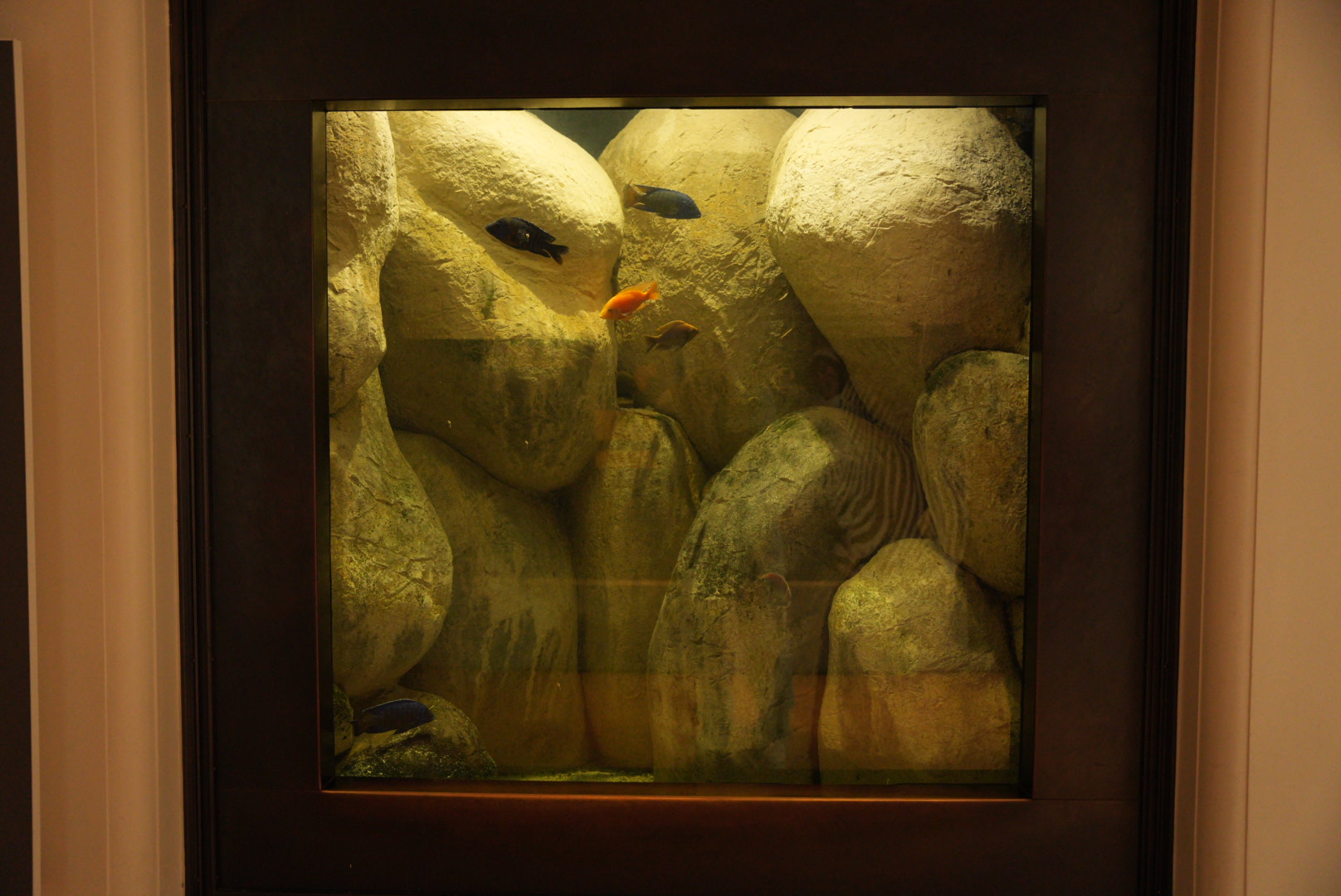 Lake Malawi Cichlid Tank (Tusher African Hall)