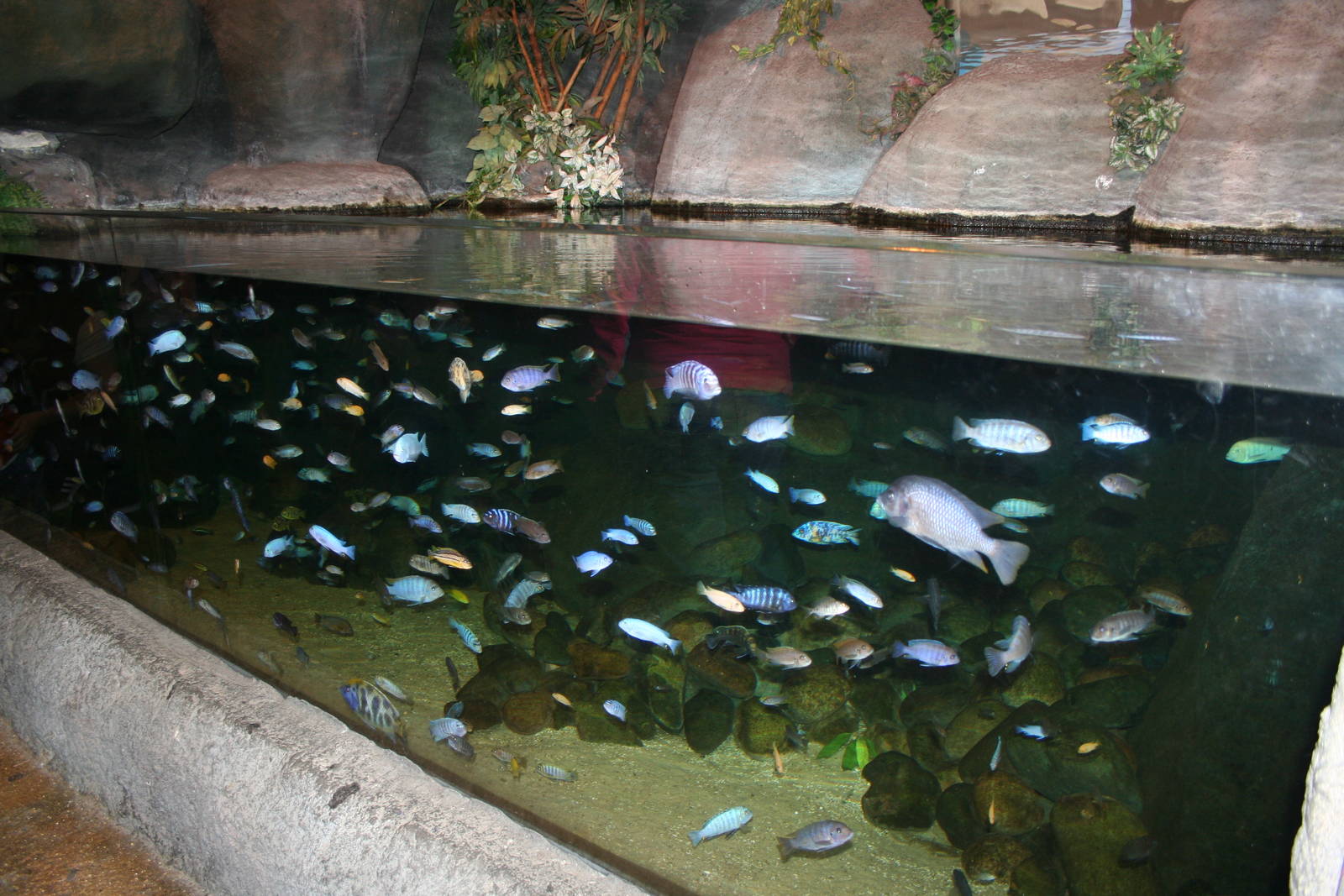 Lake Malawi cichlid tank