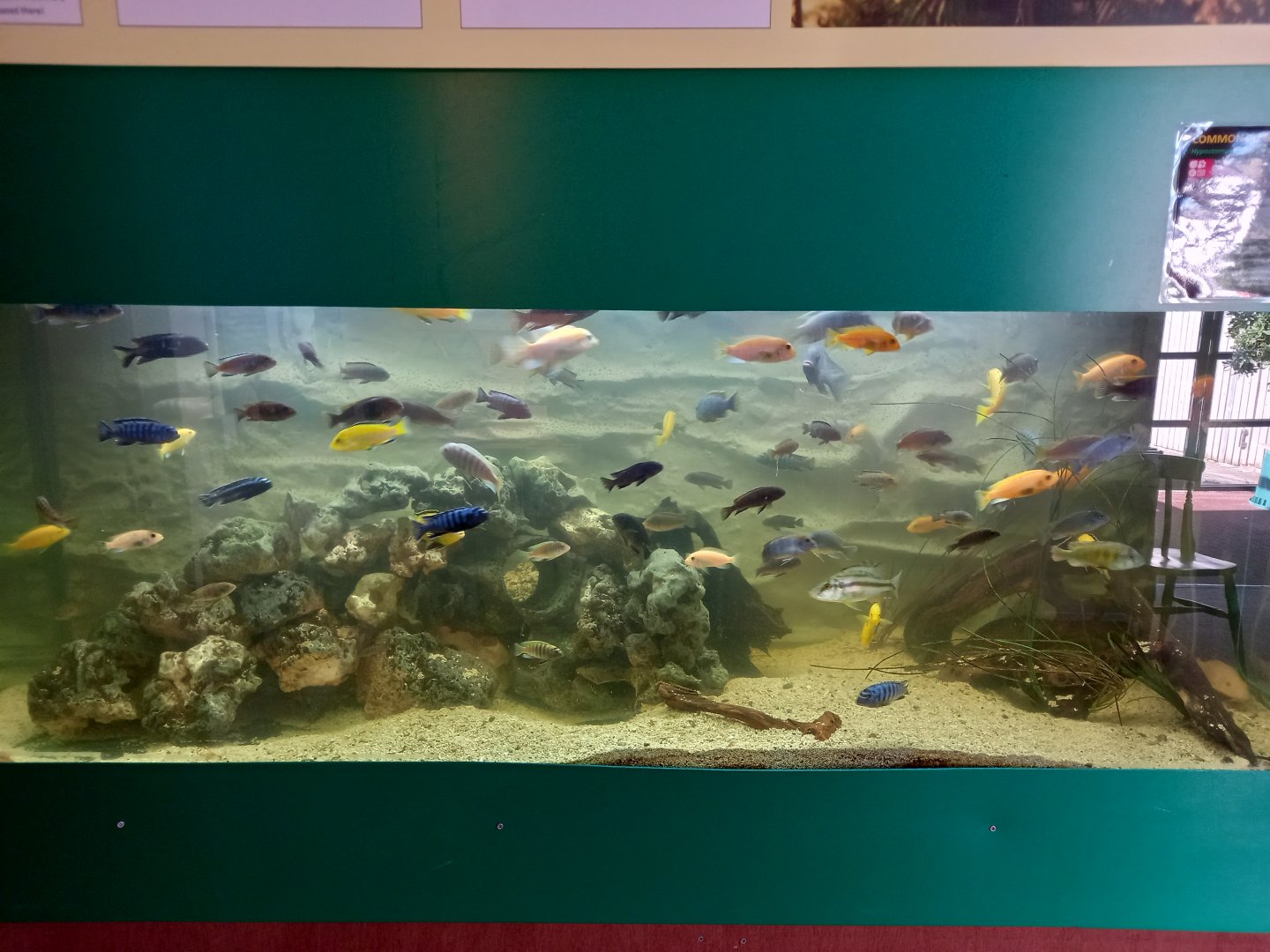 Lake Malawi Cichlid tank