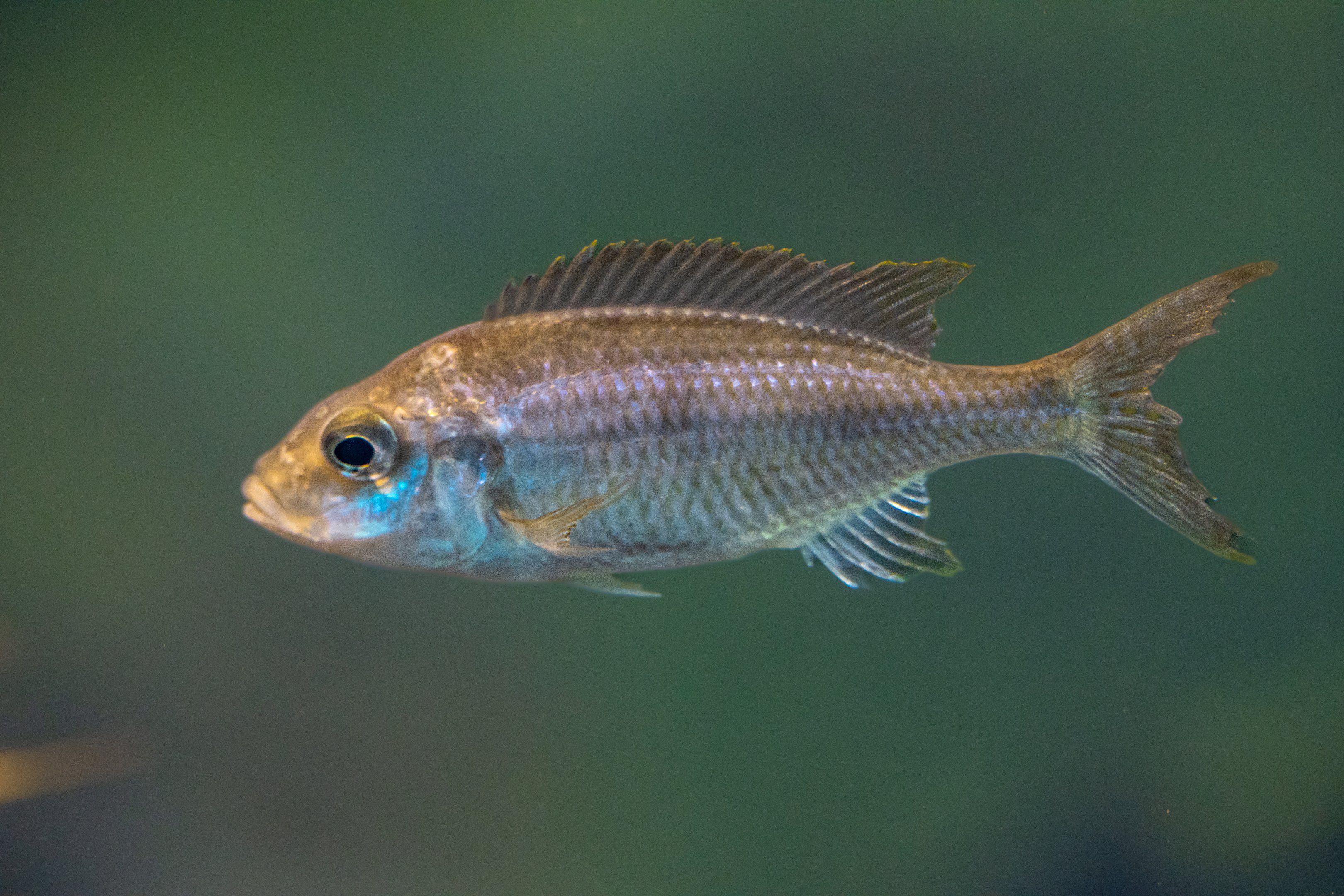 Lake Malawi Cichlid