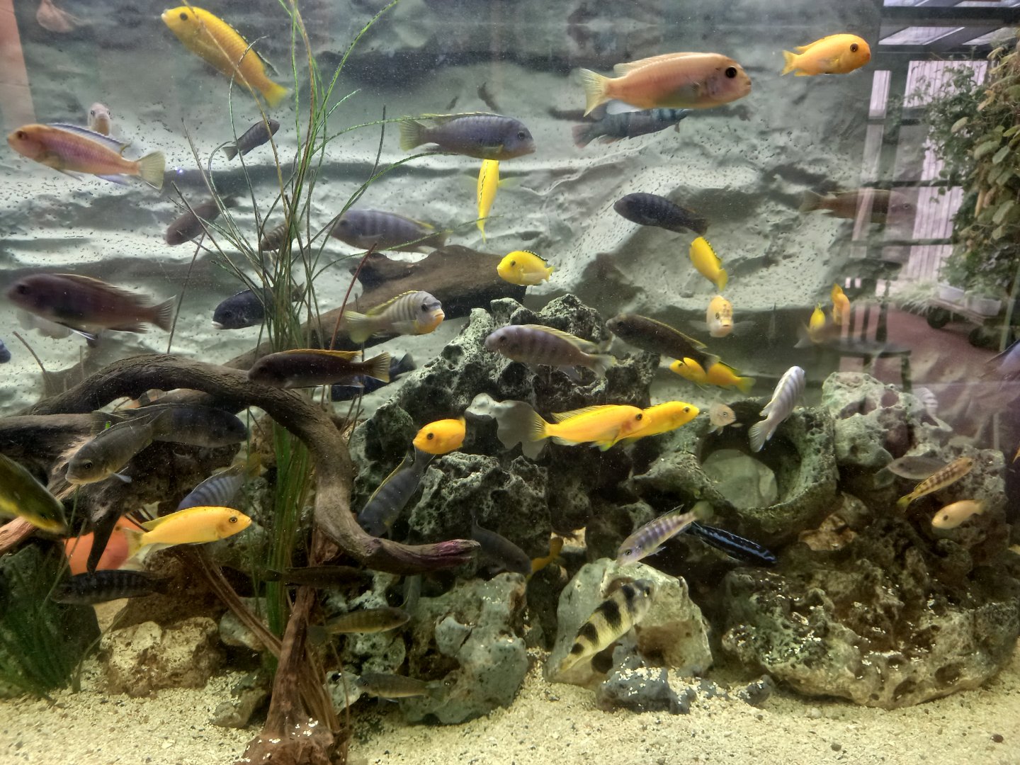 Lake Malawi Cichlids