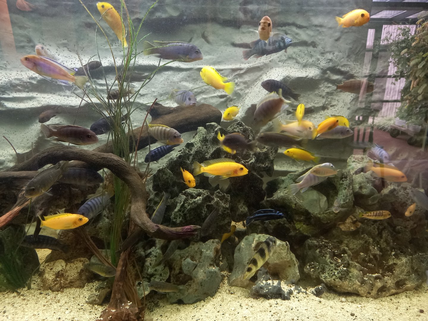 Lake Malawi Cichlids