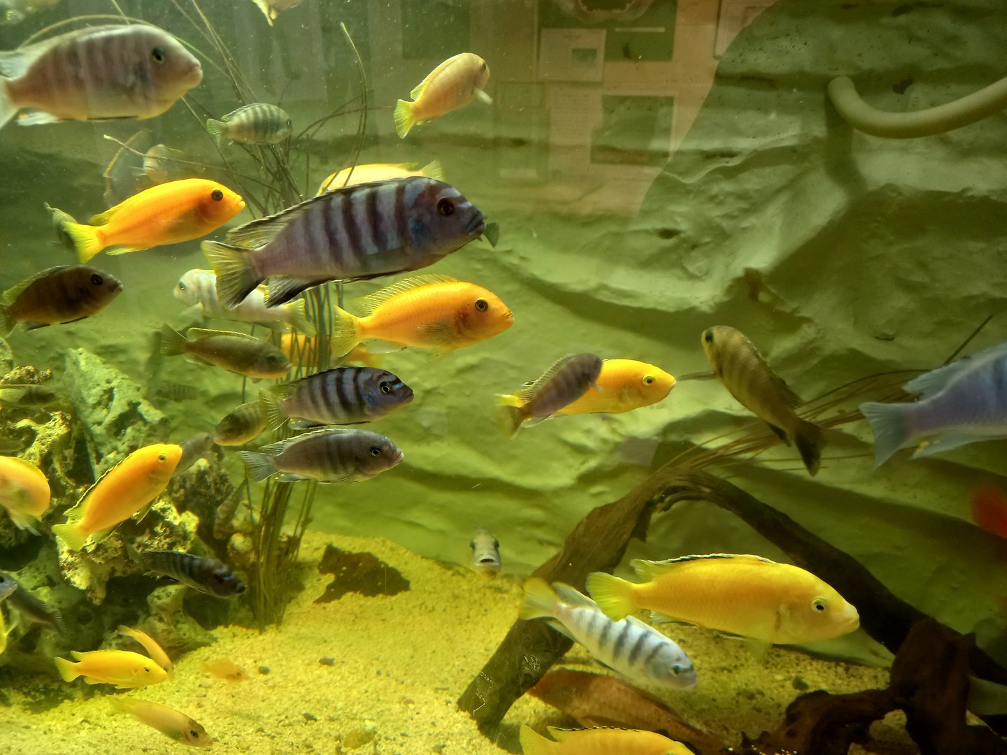 Lake Malawi Cichlids
