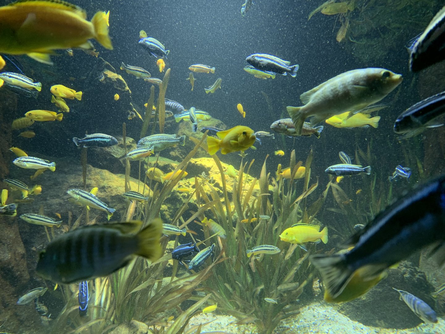 Lake Malawi cichlids