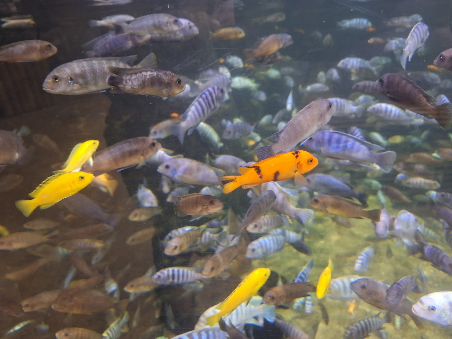 Lake Malawi Cichlids