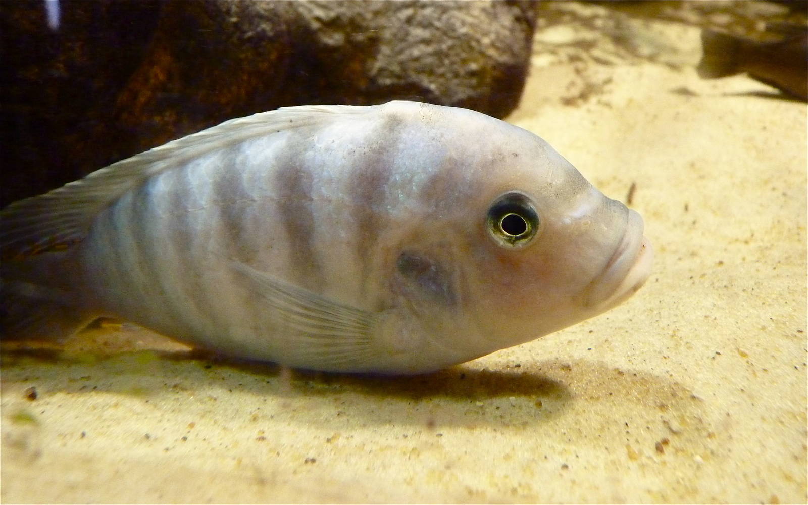 Lake Malawi Cilichid