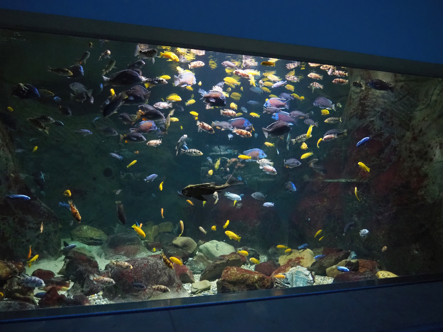 Lake Malawi Mbuna and Pleco tank, 2023-07-02