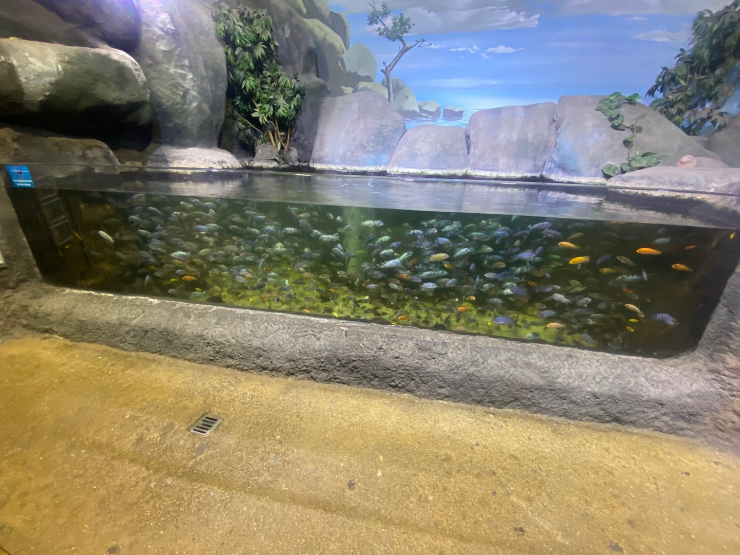 Lake Malawi - mixed cichlid exhibit 251123