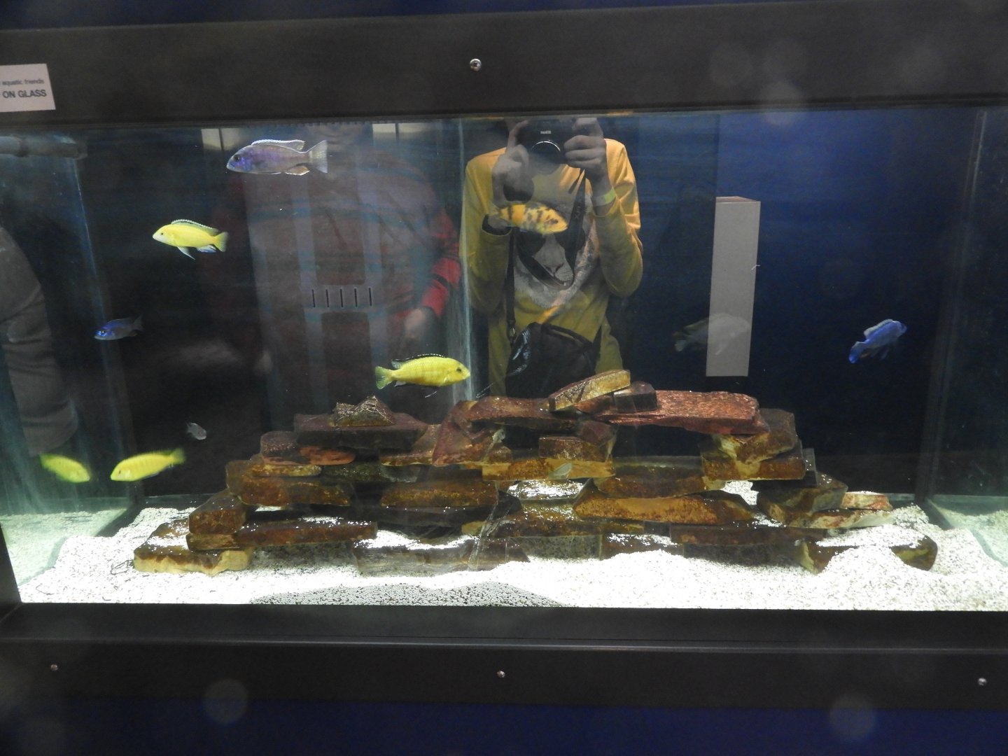 Lake Malawi tank - Weird and Wild - Reiman Aquarium
