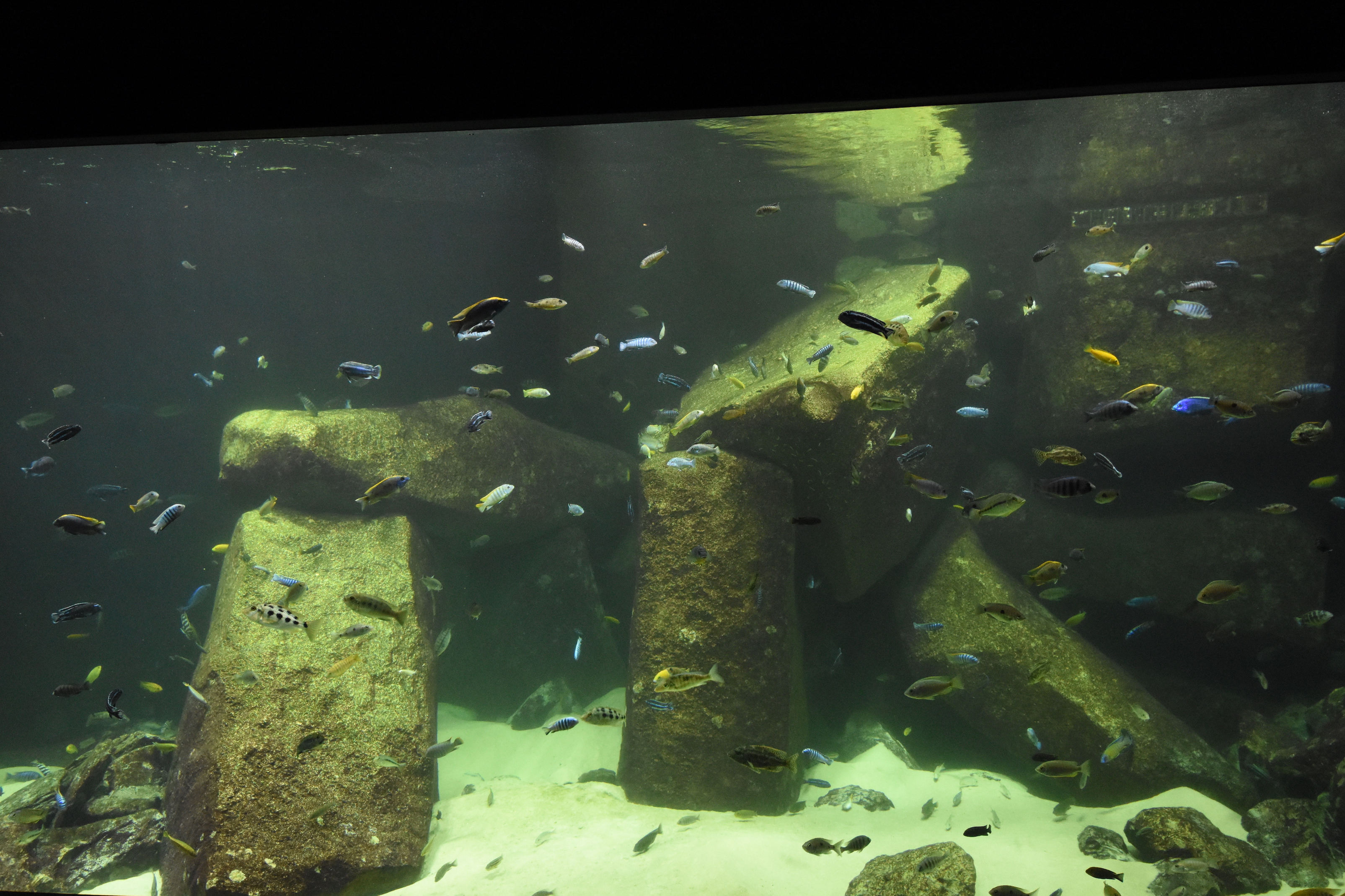 Lake Malawi tank