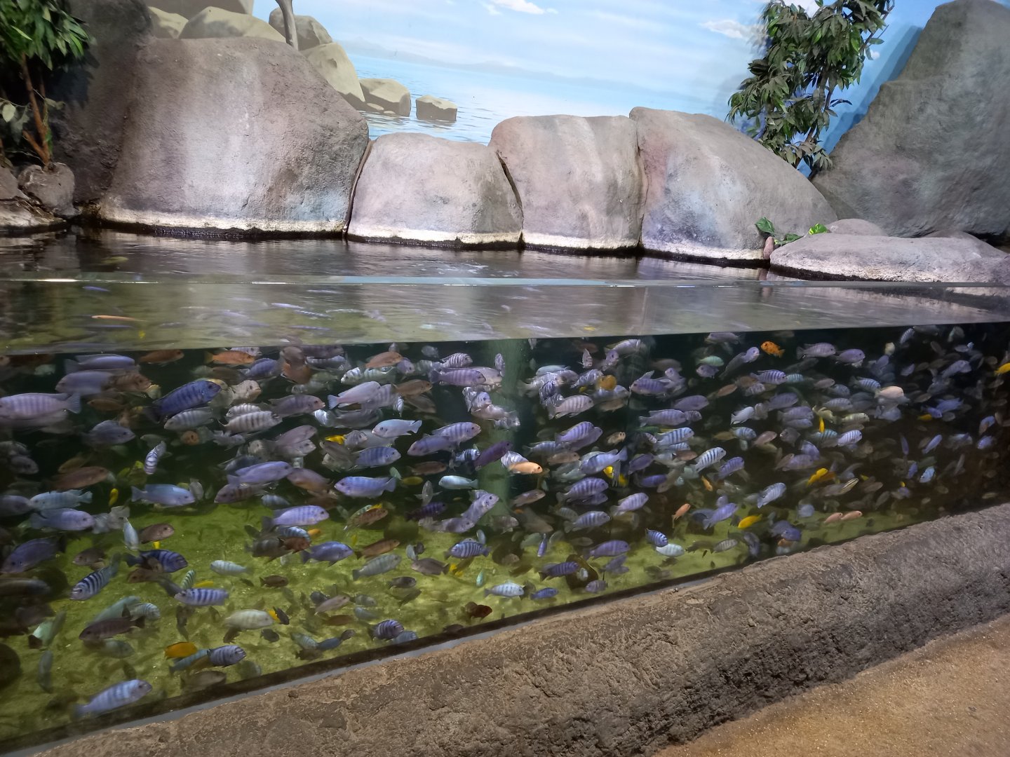 Lake Malawi tank