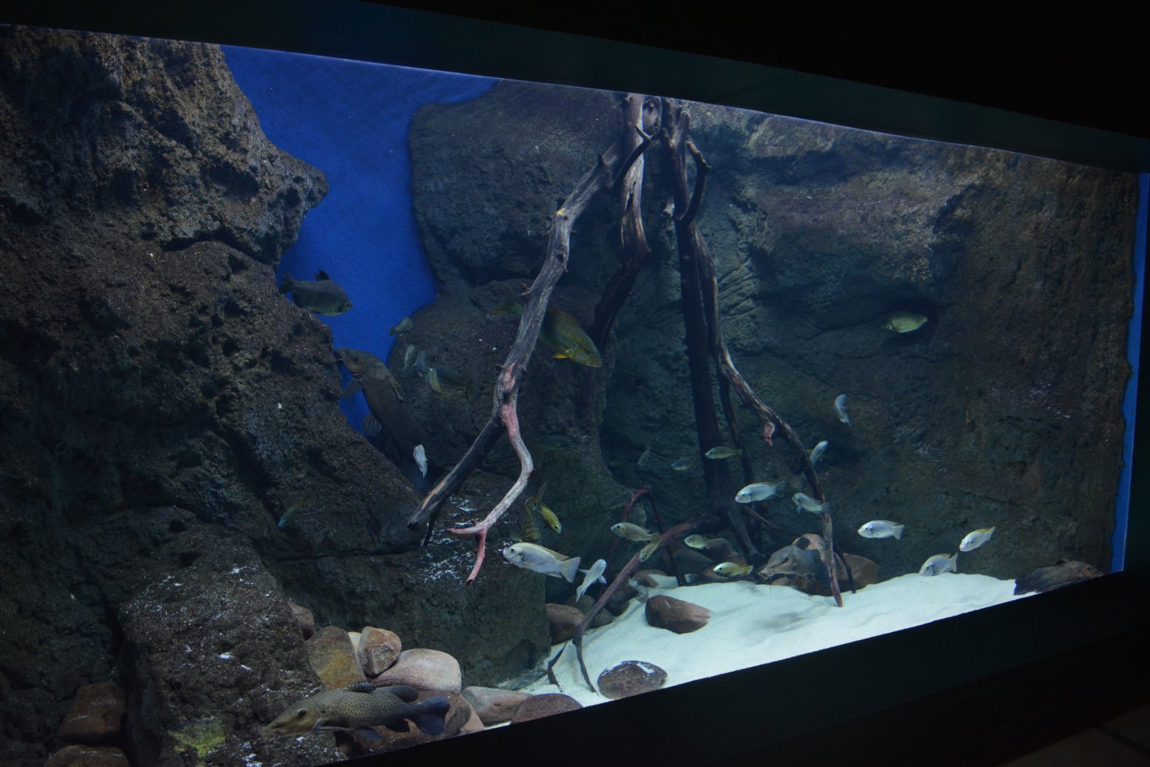 Lake Malawi tank