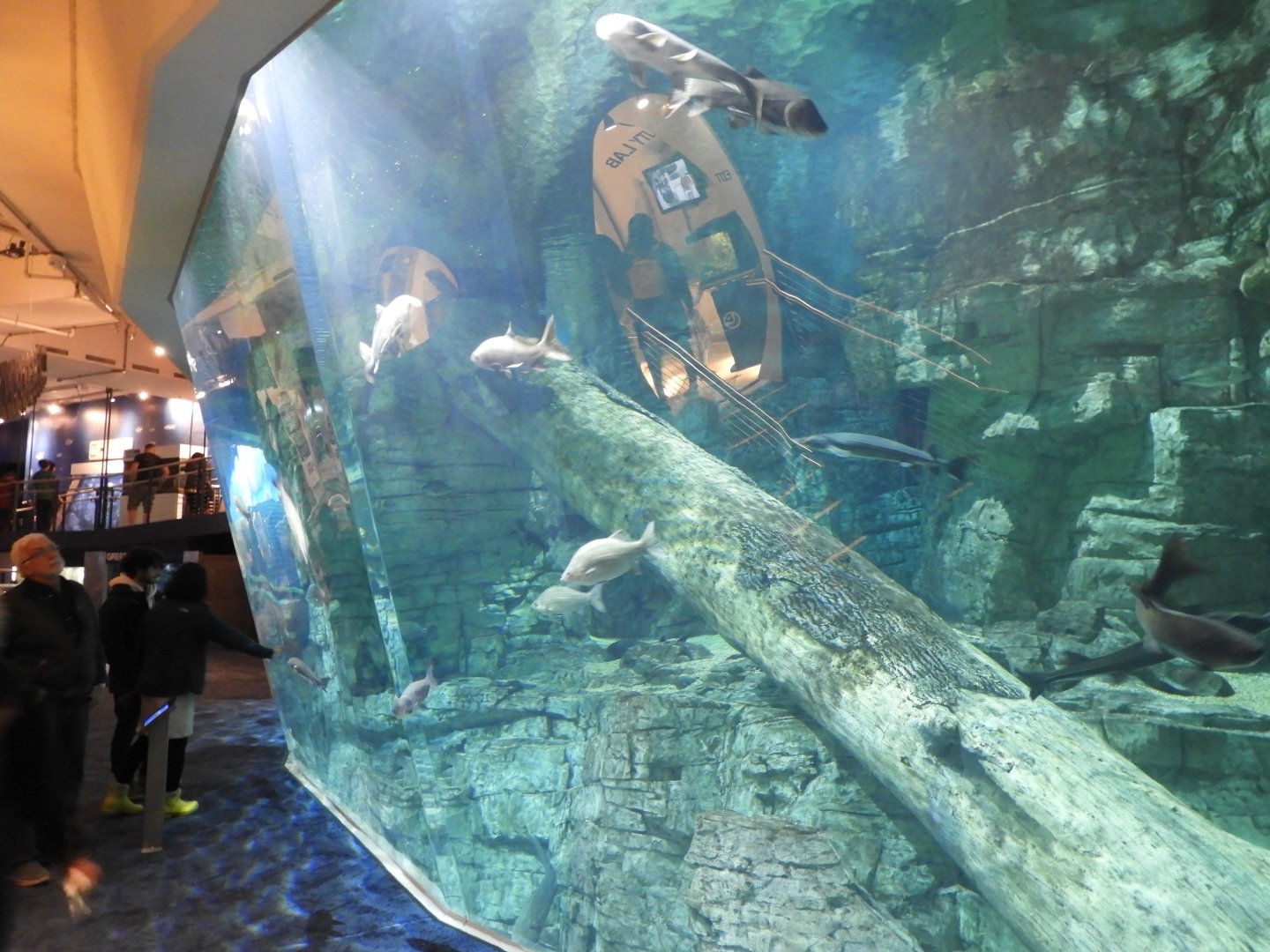 Lake Michigan Tank main viewing window - Reiman Aquarium