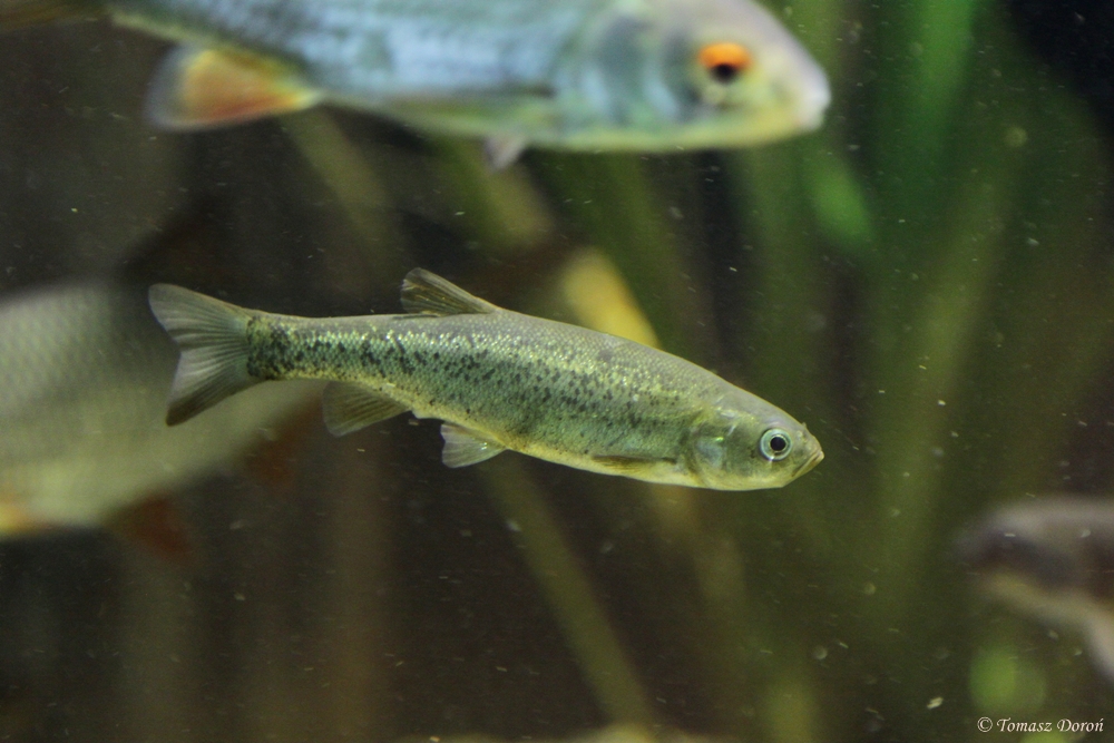 Lake minnow (Rhynchocypris percnurus)
