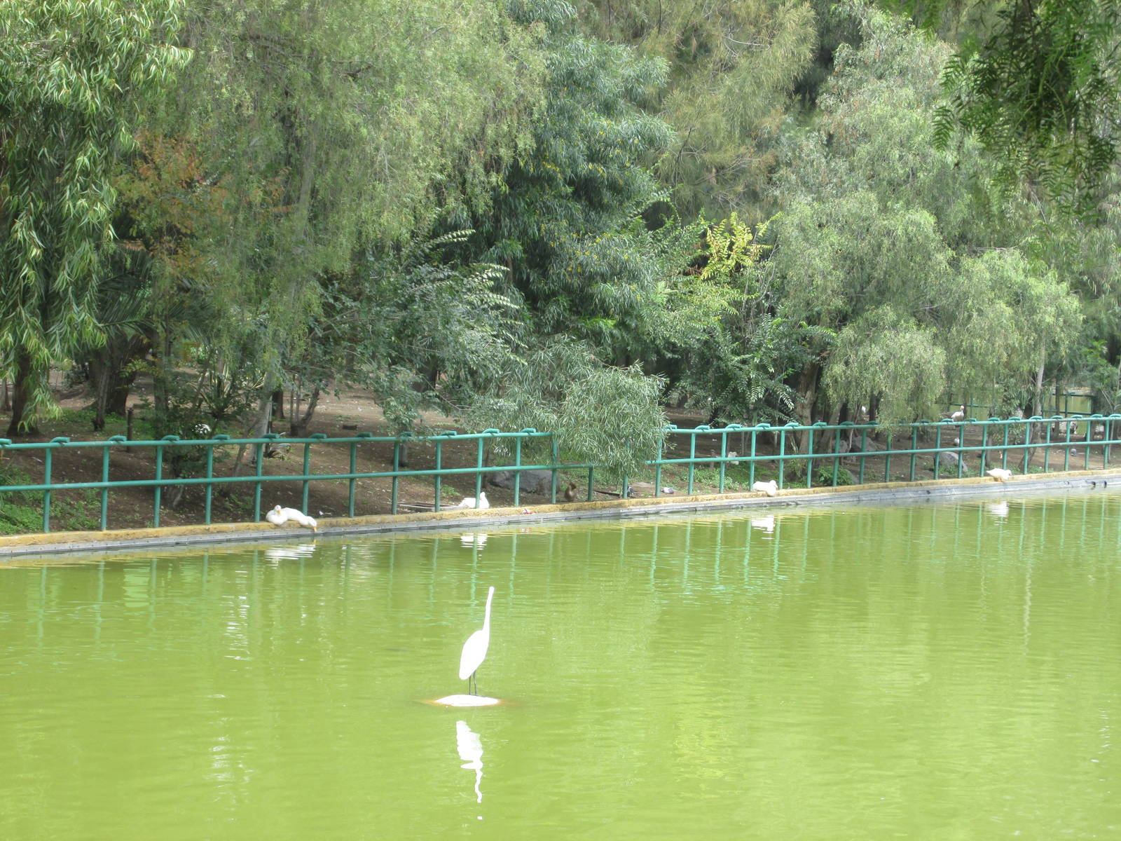 lake neza zoo