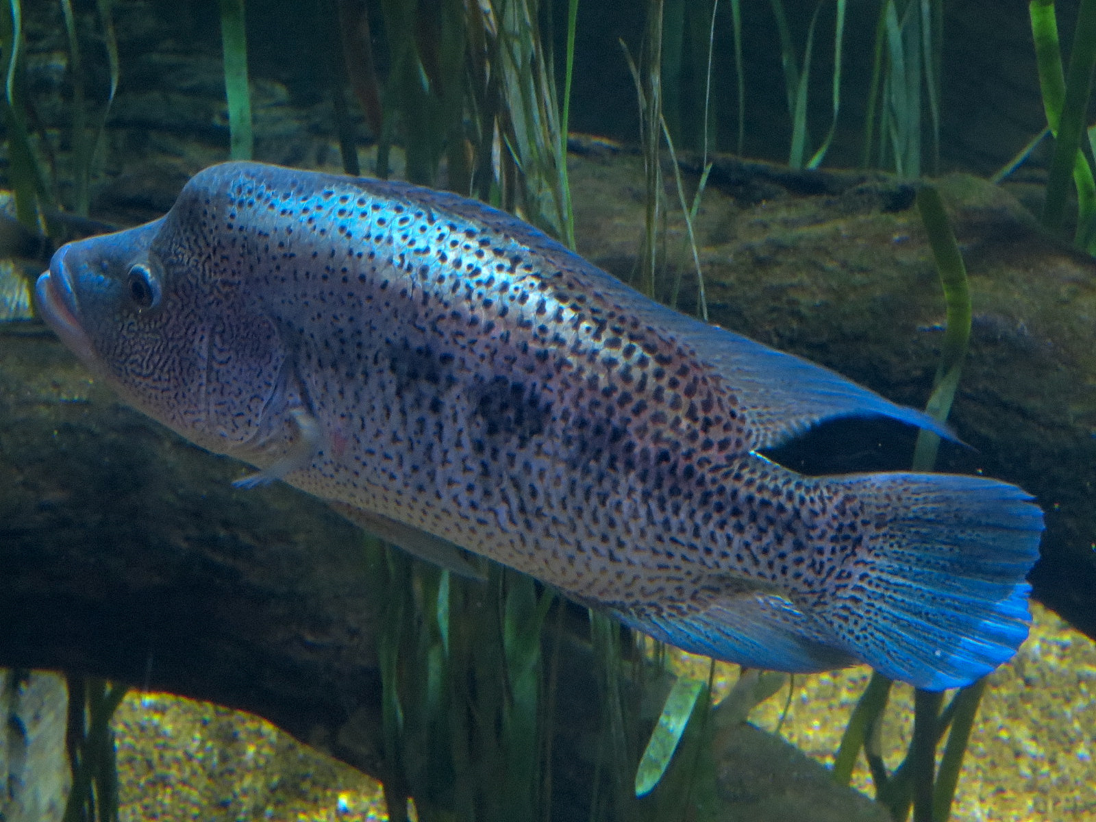 Lake Nicaragua Exhibit - Guapote