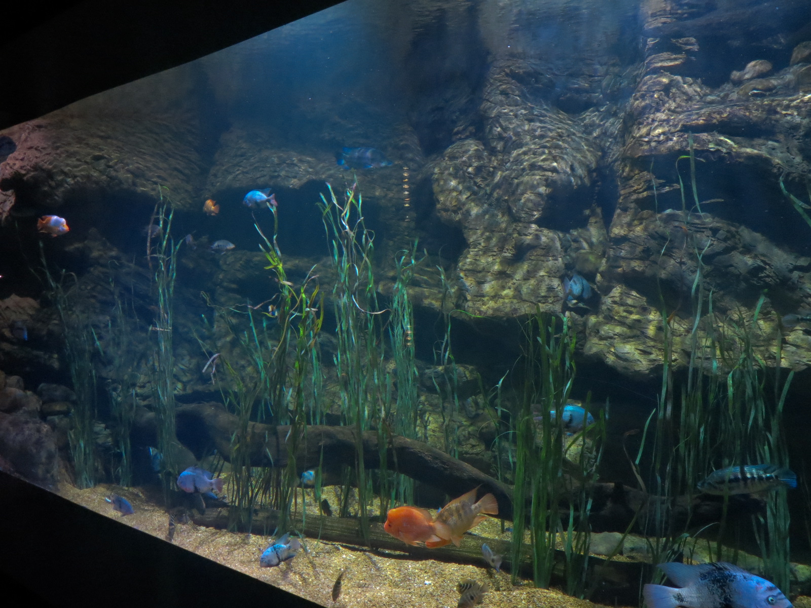 Lake Nicaragua Exhibit