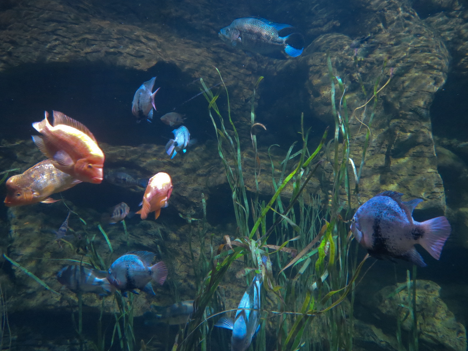 Lake Nicaragua Exhibit