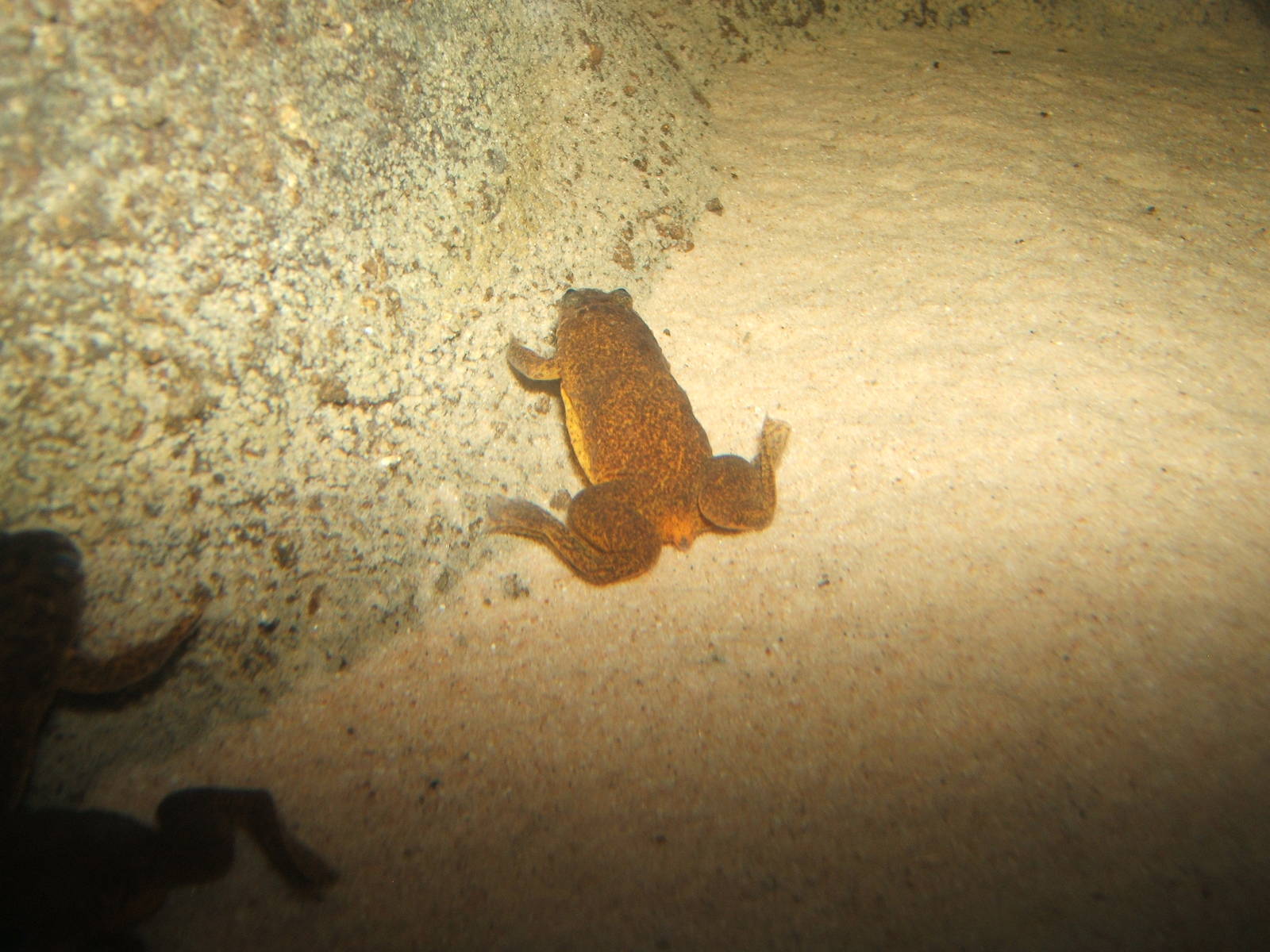 Lake Oka Clawed Frog