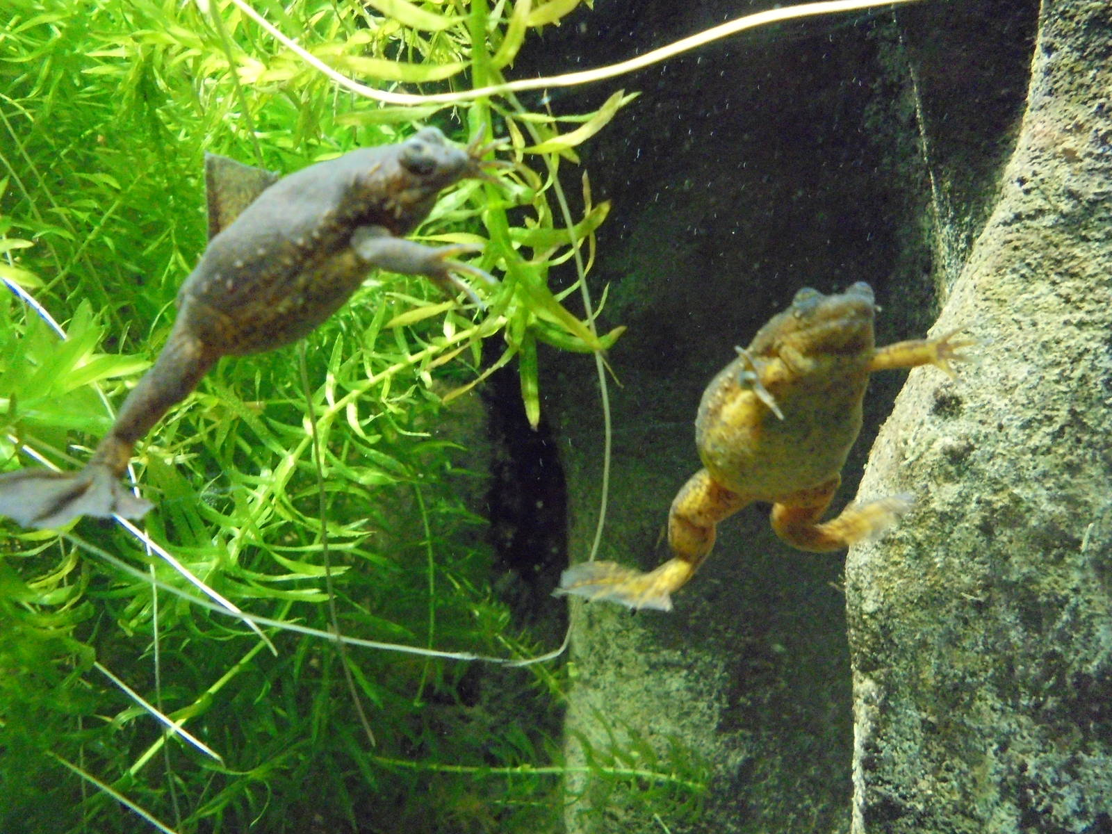 Lake Oku Clawed Frog 2015