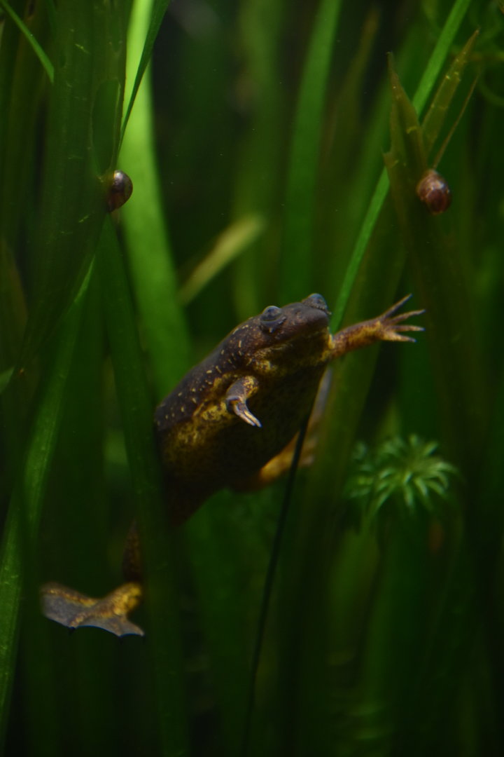 Lake Oku clawed frog (and snails)