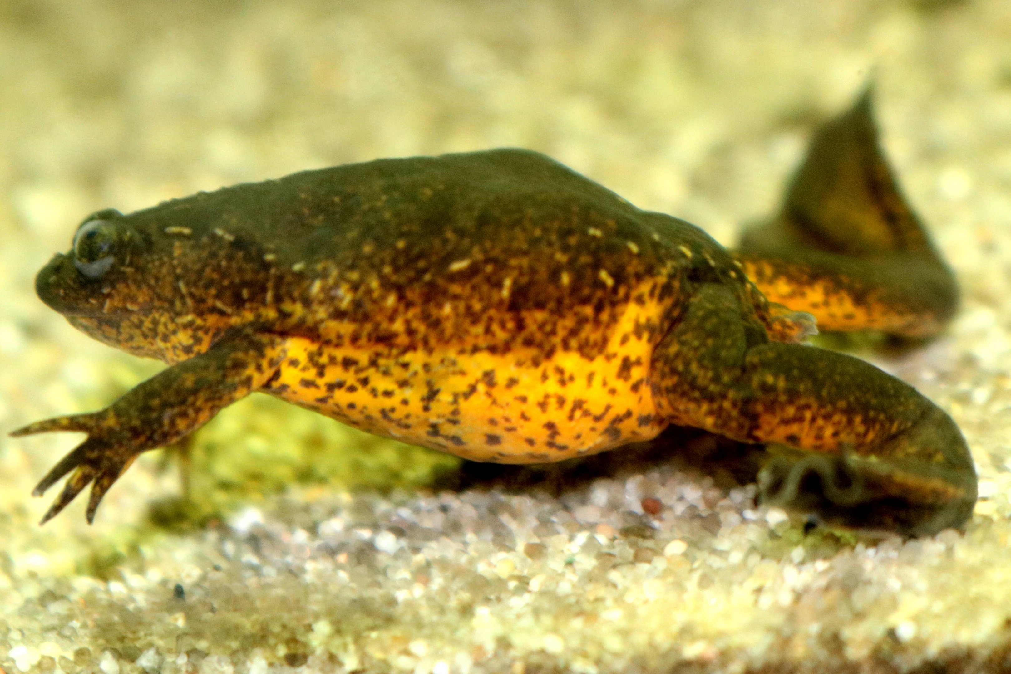 Lake Oku clawed frog; London Zoo; 1st August 2018