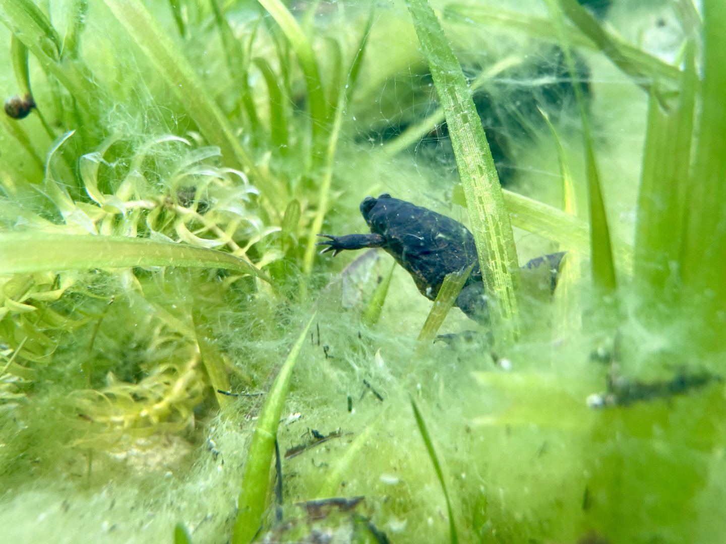Lake Oku clawed Frog, Xenopus longipes