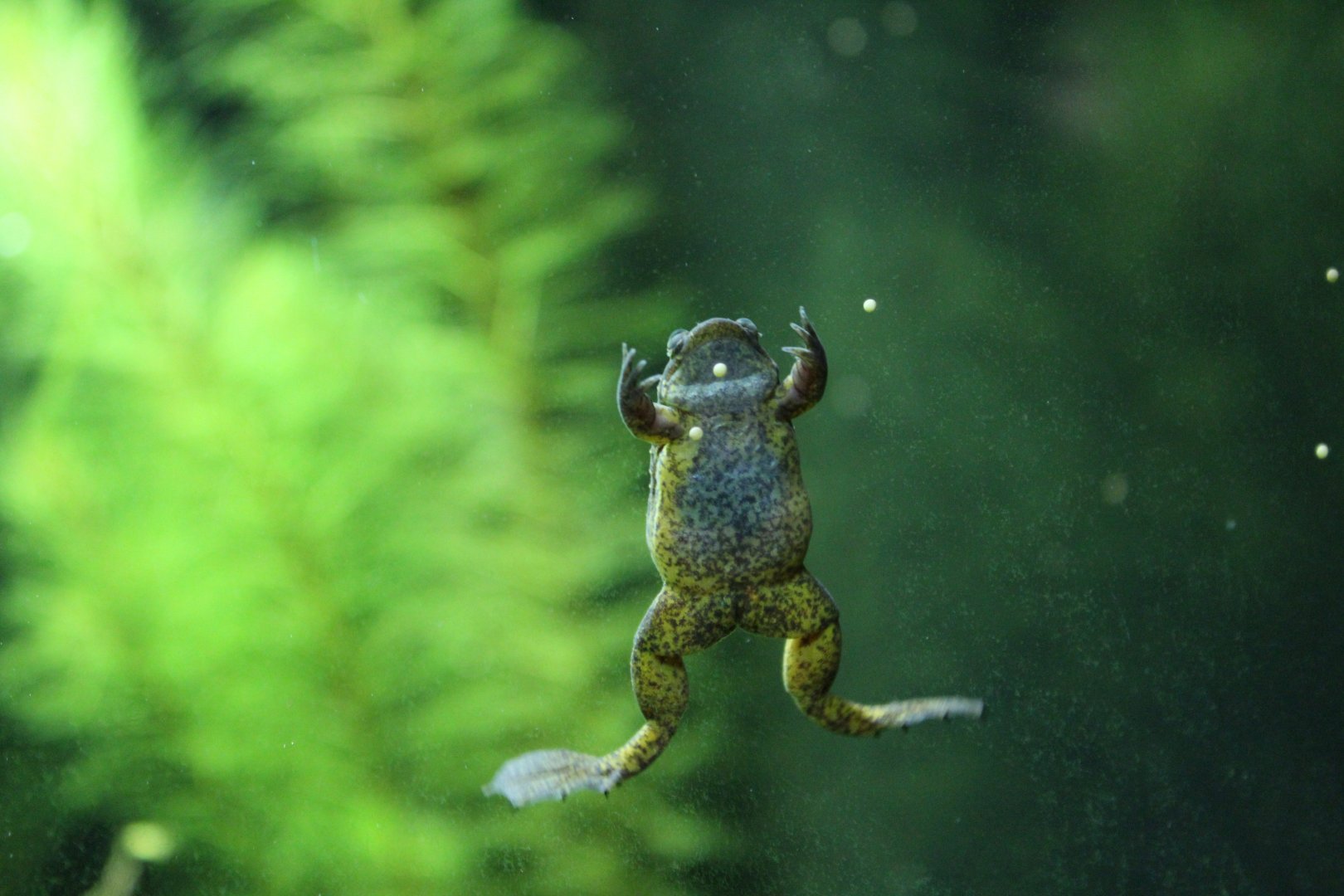 Lake Oku Clawed Frog