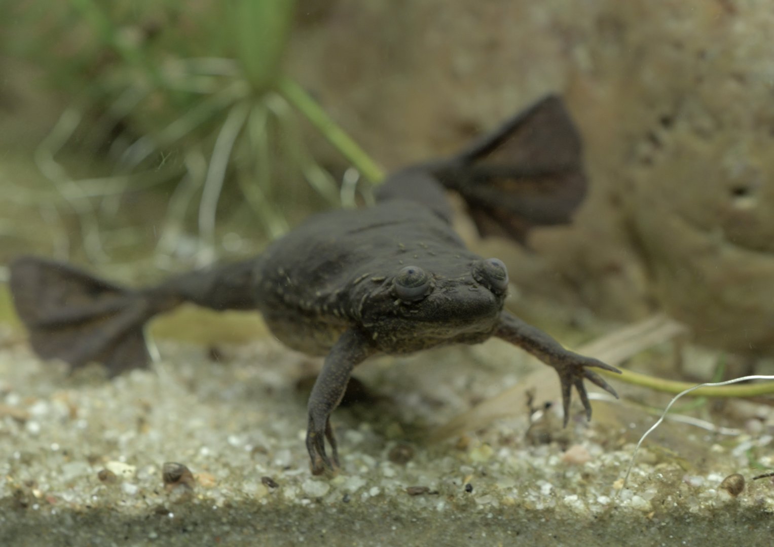Lake Oku clawed frog