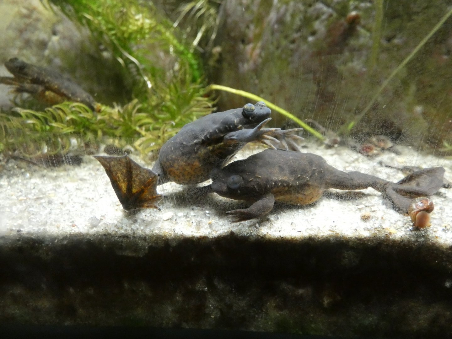 Lake Oku clawed frog