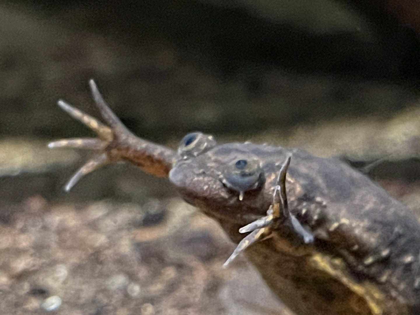 lake oku clawed frog