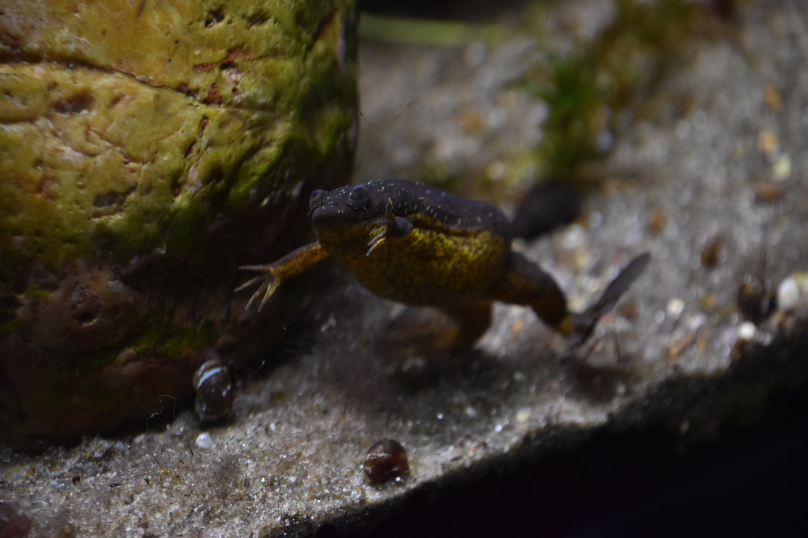 Lake Oku clawed frog