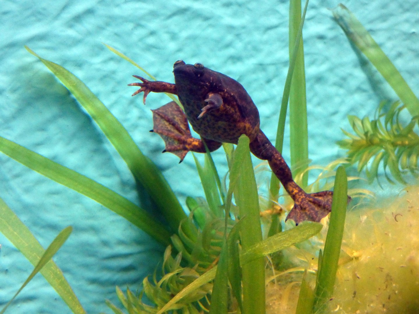 Lake Oku clawed frog