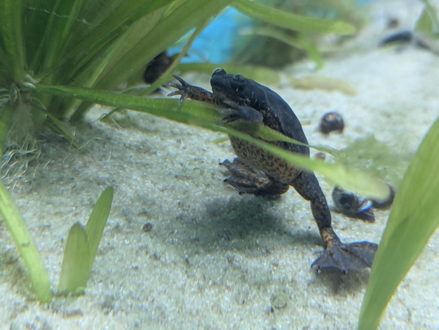 Lake Oku Clawed Frog