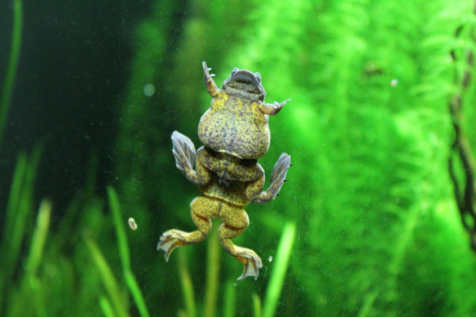 Lake Oku Clawed Frogs