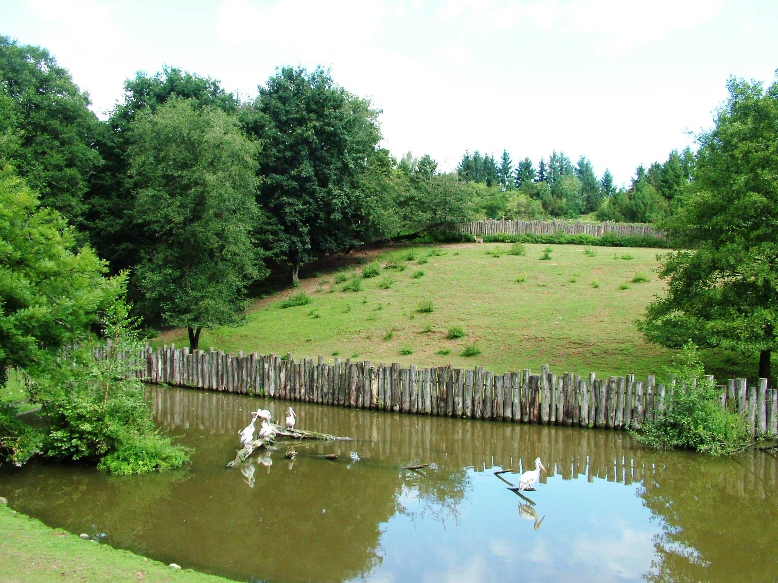 Lake Paddock at Dvur Kralove, 27/08/12