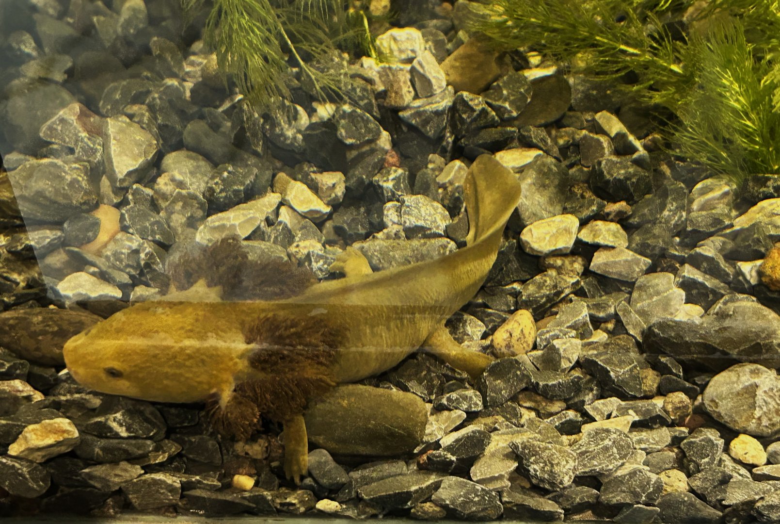 Lake Patzcuaro Axolotl