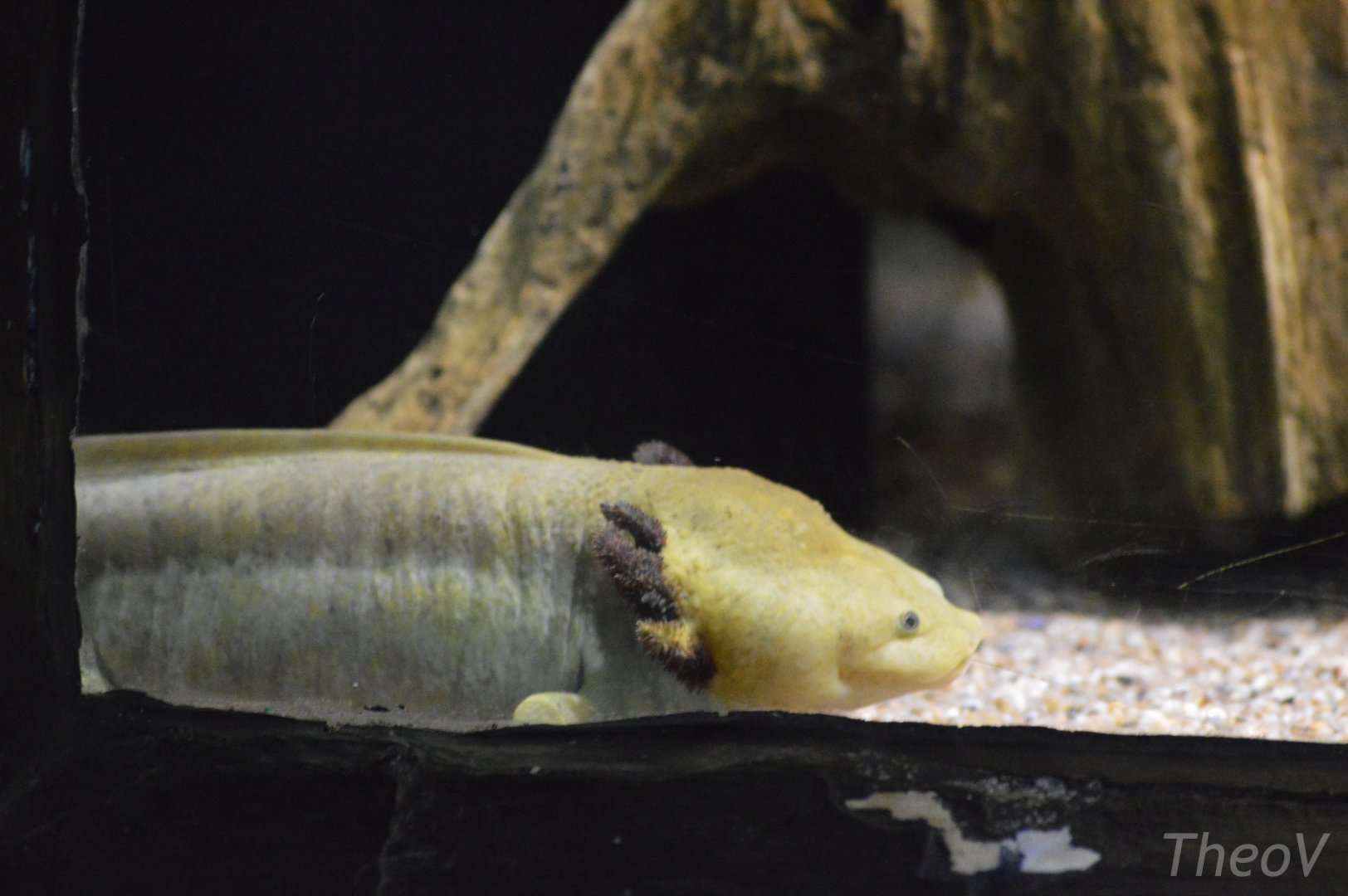 Lake Patzcuaro salamander [2019]