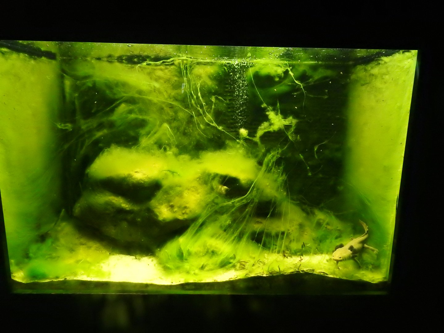 Lake Patzcuaro Salamander (Ambystoma dumerilii) Enclosure