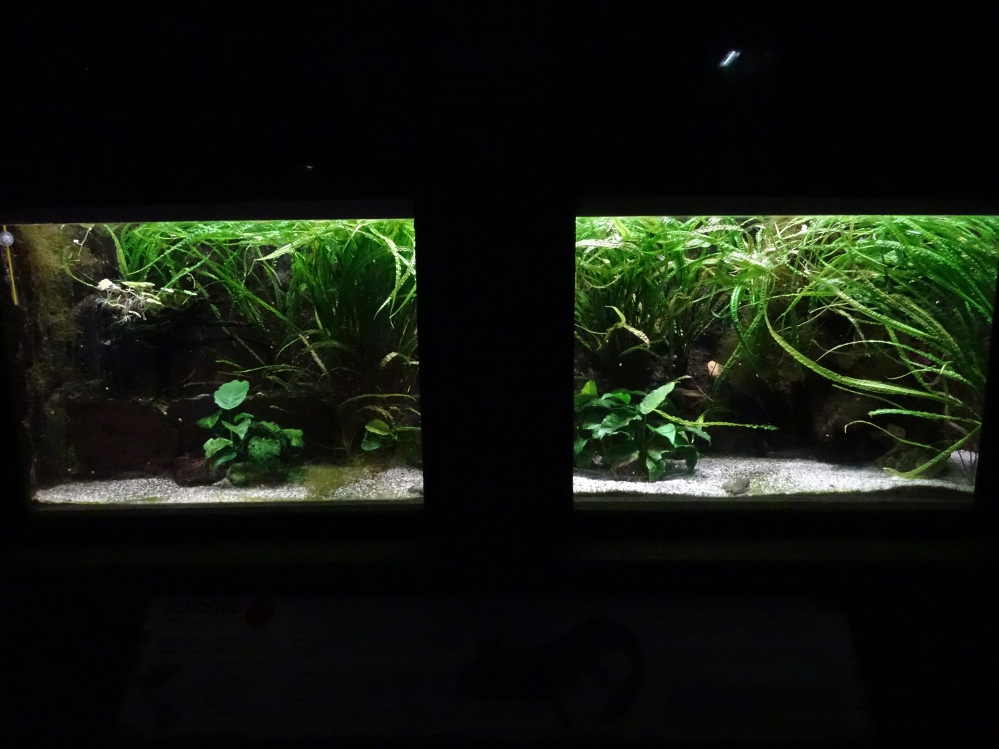 Lake Patzcuaro salamander (Ambystoma dumerilii) exhibit