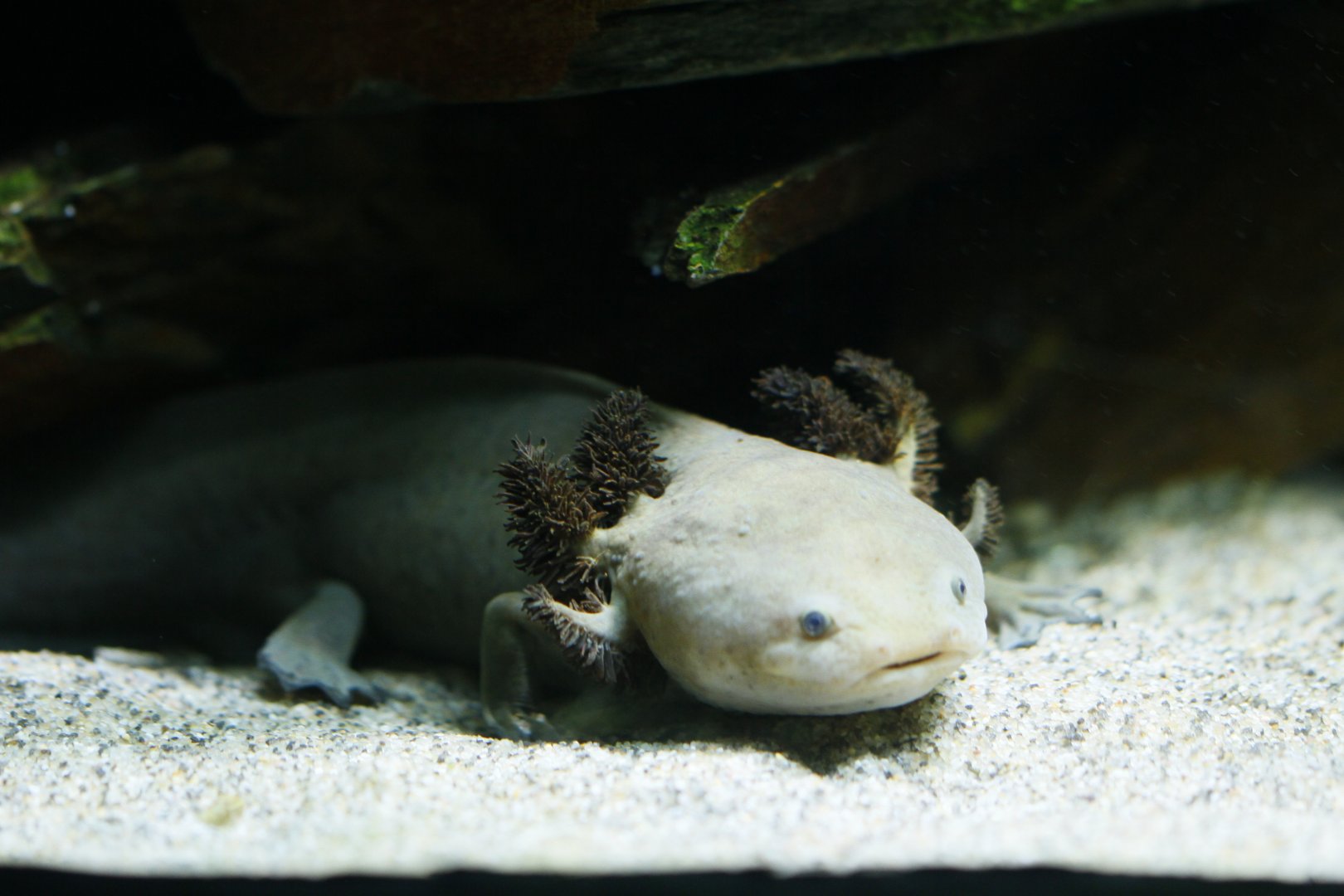 Lake Pátzcuaro salamander (Ambystoma dumerilii)