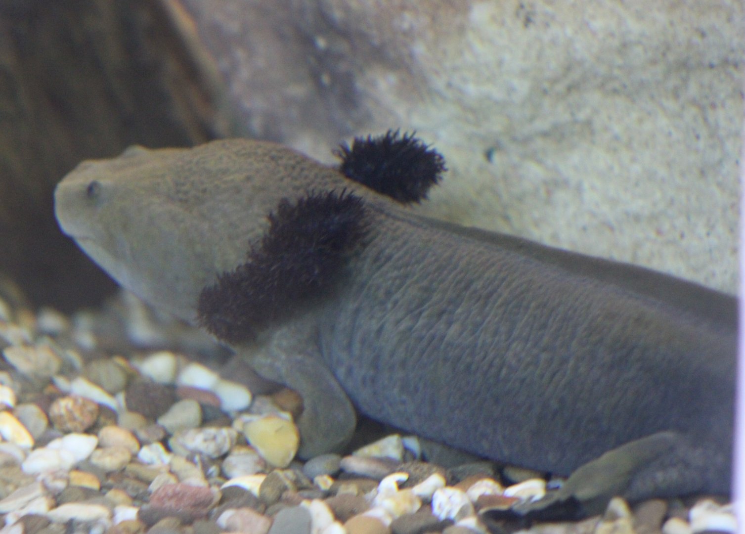Lake Patzcuaro salamander - Ambystoma dumerilii