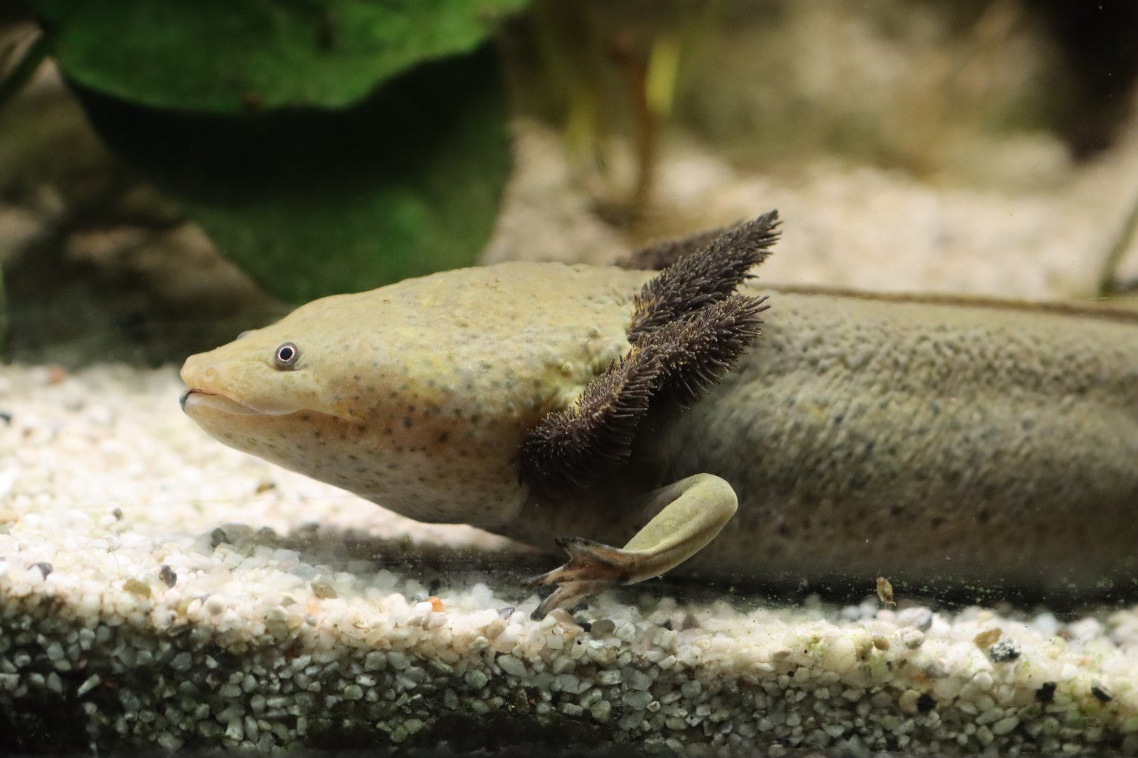 Lake Pátzcuaro salamander (Ambystoma dumerilii)