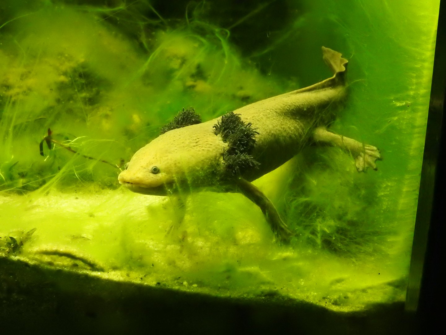 Lake Patzcuaro Salamander (Ambystoma dumerilii)